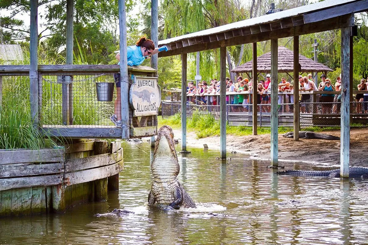 A lively moment at Alligator Adventure is shown, with a woman leaning over a railing to watch an alligator, a crowd enjoying the spectacle, and a prominent sign reading 'American Alligators.' The mood is thrilling, capturing the excitement of a family-friendly attraction located at Barefoot Landing.
